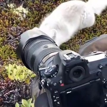 Ce photographe reçoit la visite d'un renard arctique adorable