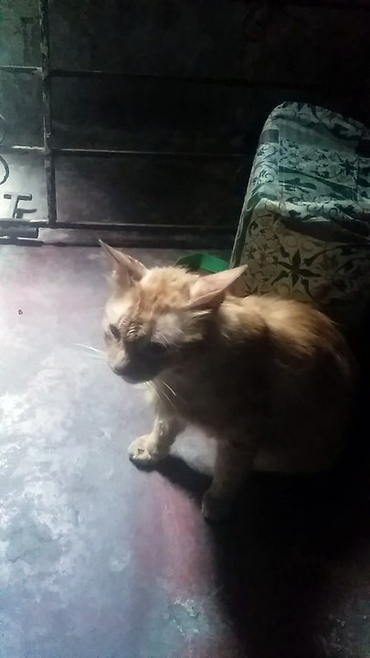 scrapper buscando comida