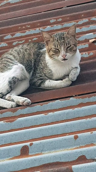 angry hooman