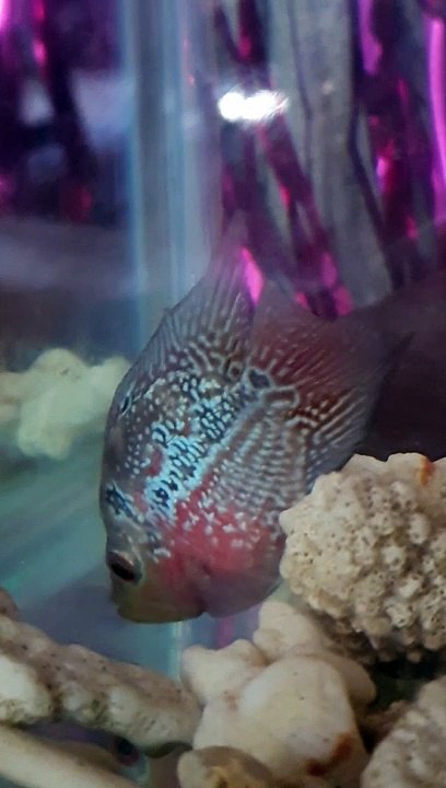 angry fish