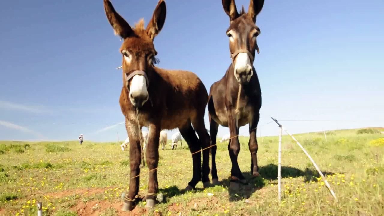 LUN.29-4-19- OTTAVA E ULTIMA TAPPA DEL SENTIERO DEI PESCATORI IN PORTOGALLO DA VILA DO BIPSO AL FARO DI CABO S.VICENTE.