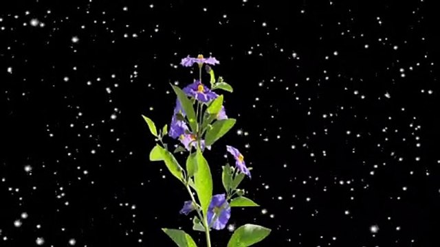 blossom flowers with snowfall black screen background video || black screen video | snowfall on flowers#