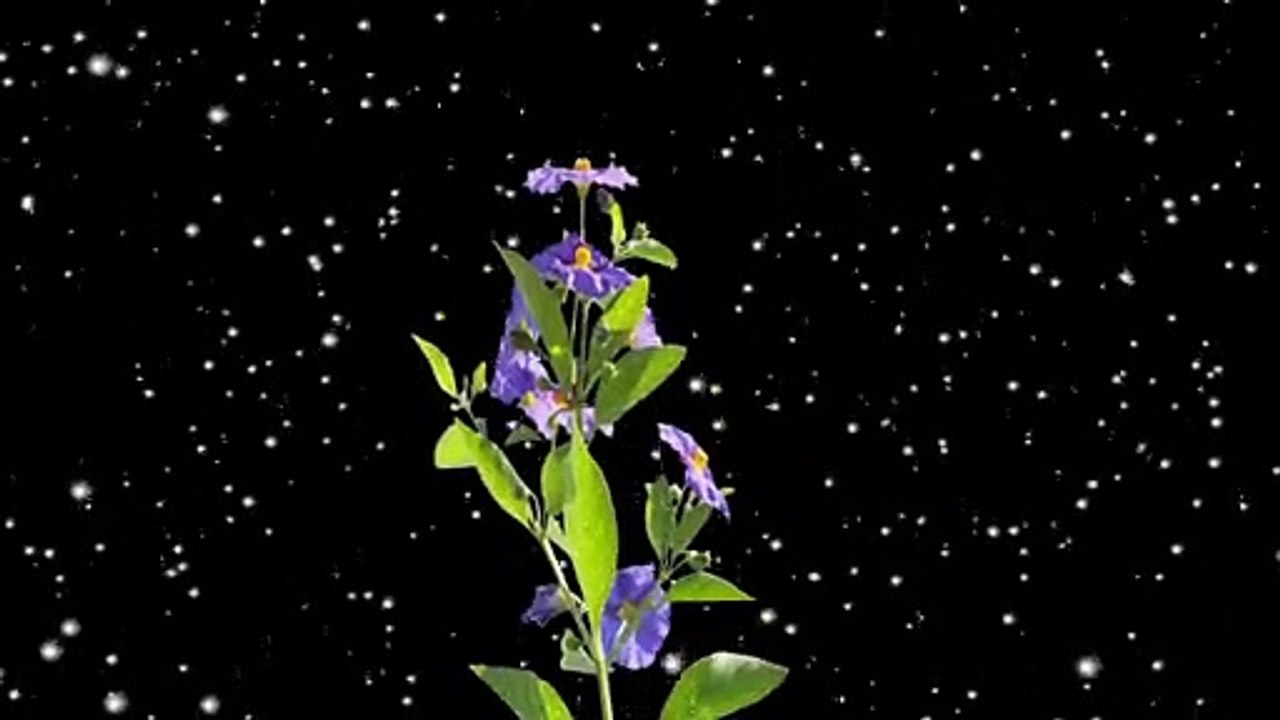 blossom flowers with snowfall black screen background video || black screen video | snowfall on  flowers#