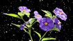violet flowers with snowfall || black screen video | black screen video | #violet #flowers #snowfall snowfall on violet flowers