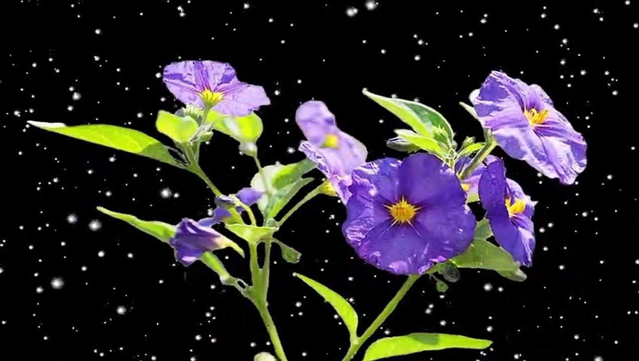 violet flowers with snowfall || black screen video | black screen video | #violet #flowers #snowfall snowfall on violet flowers