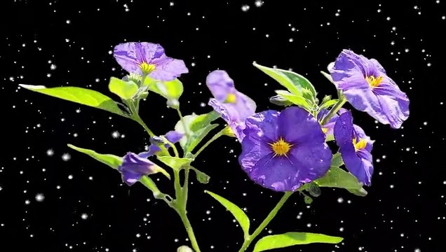 violet flowers with snowfall || black screen video | black screen video | #violet #flowers #snowfall snowfall on violet flowers