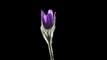pasque flower black screen background video | blooming flower | black screen video | #pasque #flowers