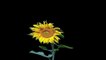 sunflower flowers black screen background video || black screen background video || screen magic || black screen video | #sunflower #flowers