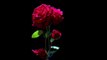 red rose flowers black screen background video | black screen background video || black screen video | #red_rose #flowers #snowfall #rose