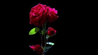 red rose flowers black screen background video | black screen background video || black screen video | #red_rose #flowers #snowfall #rose