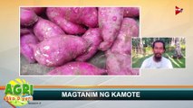 “MAGTANIM NG KAMOTE” Ep.11 AGRI Ako D’yan