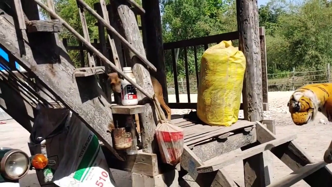Wow Must Watch!!! Fake Tiger Prank Dog So Funny Comedy Video 2021 ( 720 X 1280 )