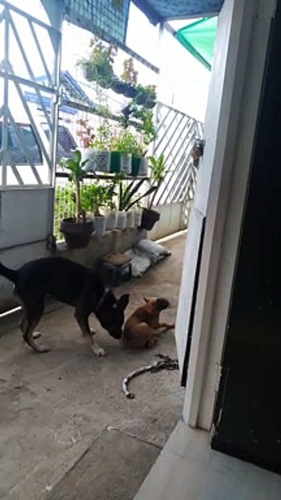 pets