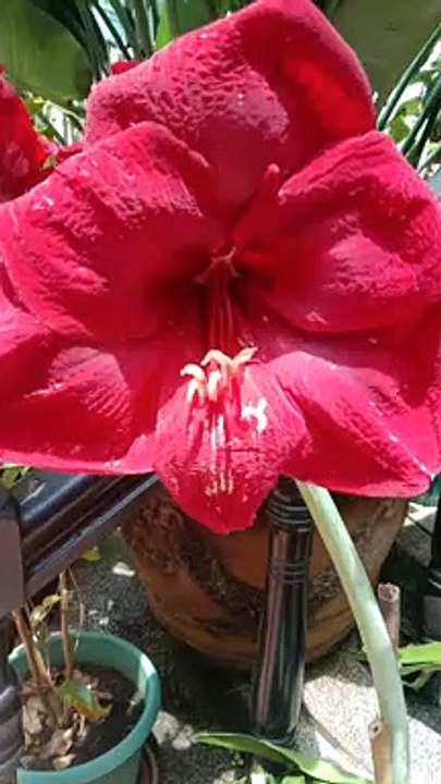 gandang bulaklak