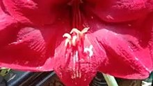 gandang bulaklak