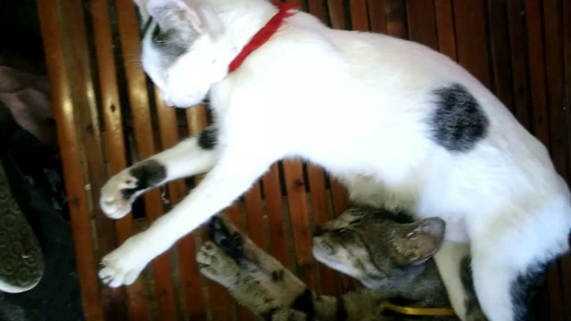 Hush~!! my cats are sleeping