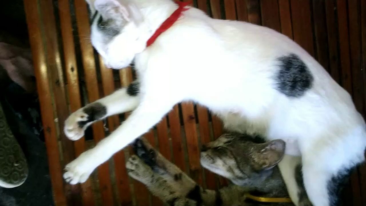 Hush~!! my cats are sleeping