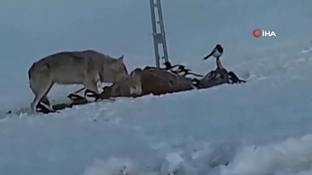 Çoban köpeğinin kurtlarla dansı