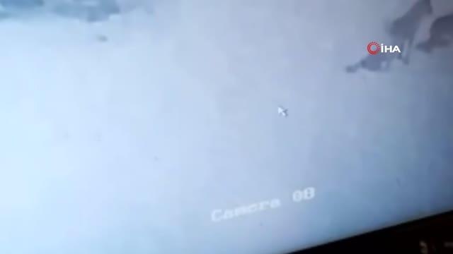 Çoban köpeğinin kurtlarla dansı