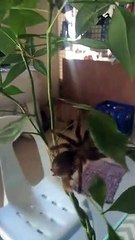 tarantula on money tree
