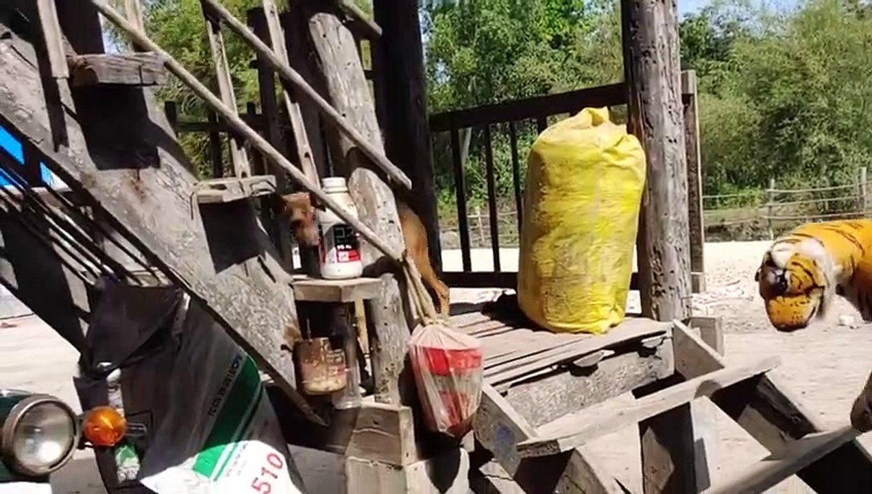 Wow Must Watch___ Fake Tiger Prank Dog So Funny Comedy Video 2021(480P)_1