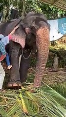 Elephant ride girl 