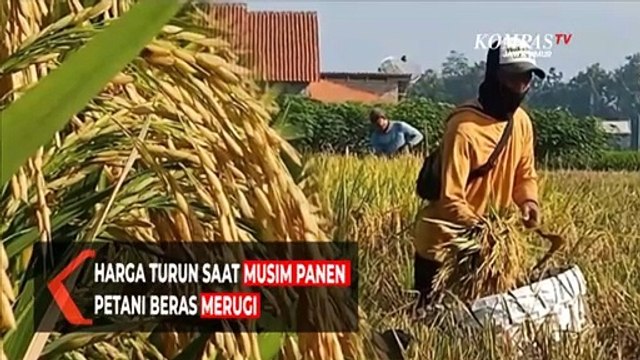 Harga Turun Saat Musim Panen Petani Beras Merugi