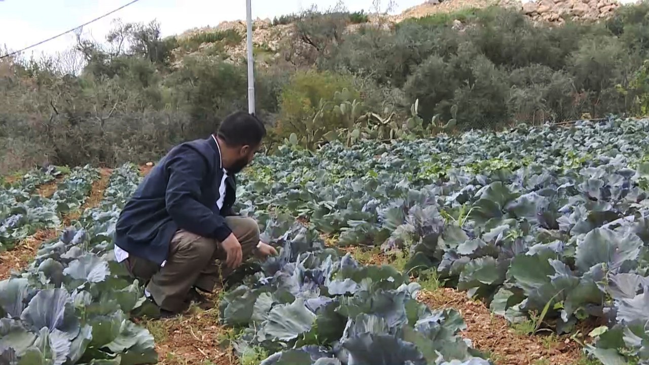 روابي فرح.. مبادرة لإنتاج ومضاعفة البذور الأصيلة بالأردن