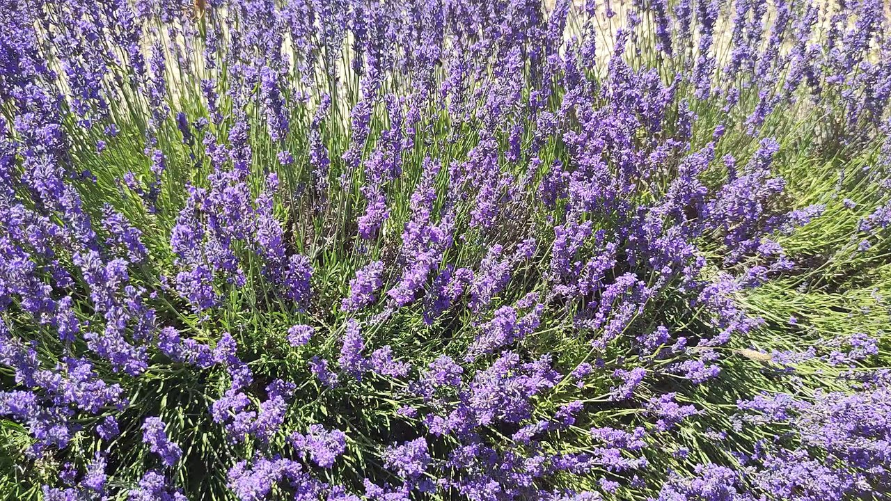 lavender