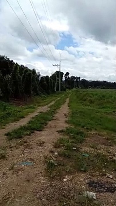green green grass of home
