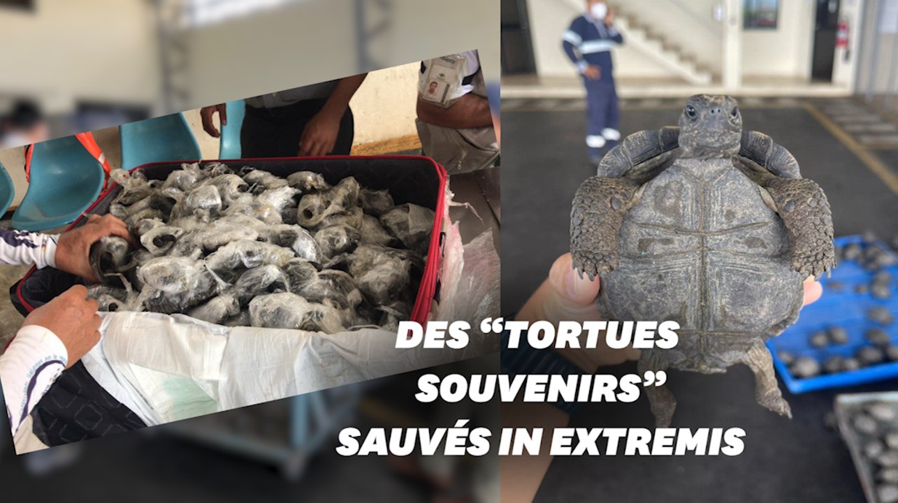 Une valise avec 185 tortues saisie à l'aéroport des Galapagos