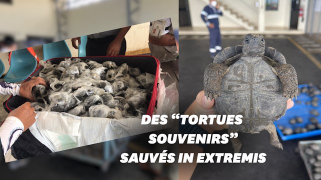 Une valise avec 185 tortues saisie à l'aéroport des Galapagos