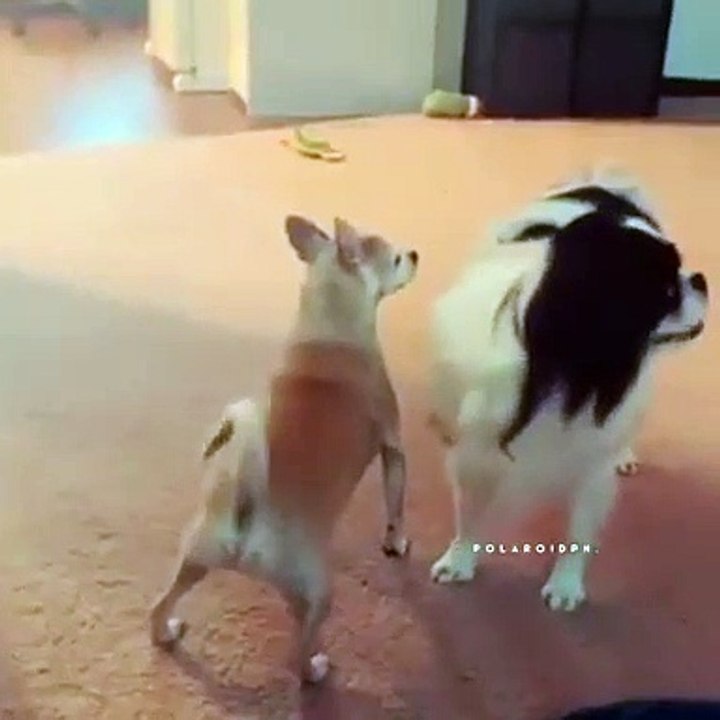 Dancer