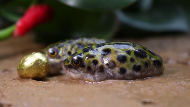 Stop Motion Mukbang - ASMR Puffer Koi Fish eat Freshwater eel, Redfish Primitive Under Mud Cooking