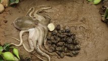 Stop Motion ASMR - Octopus eating Freshwater eel Unbelievable Under Mud Primitive Cooking