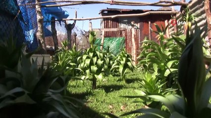 Şırnak'ta ters laleler çiçek açtı: Koparana 60 bin lira ceza kesiliyor