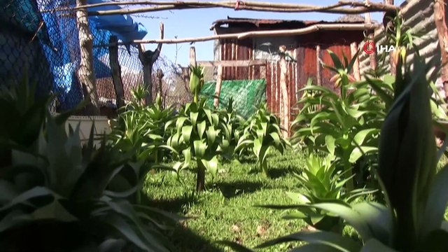 Şırnak'ta ters laleler çiçek açtı: Koparana 60 bin lira ceza kesiliyor