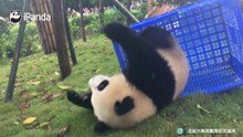 当滚滚拥有篮筐时