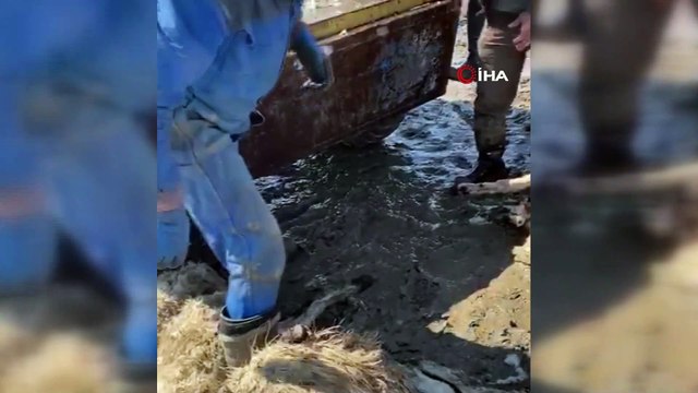 Koyun kuzu izdihamında 82 hayvan telef oldu