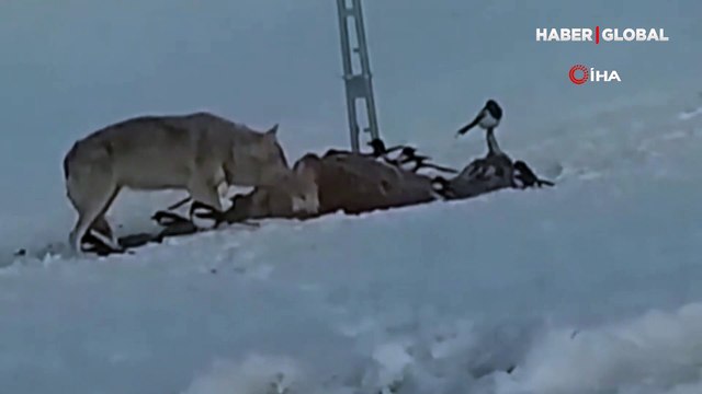 Şaşırtan çoban köpeği: Kurtlarla gezip, besleniyor!
