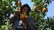 Antalya'nın Serik ilçesinde Valensiya portakalının hasadına başlandı