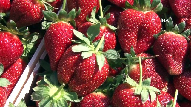 Aydın çileğinin sofralara yolculuğu başladı