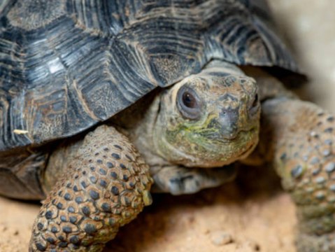 Tierschmuggler mit 185 Schildkröten im Koffer erwischt