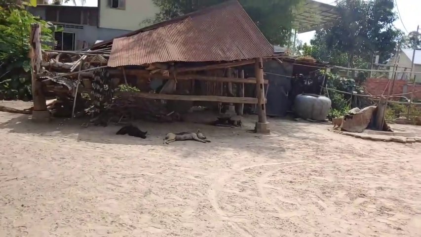 Wow Nice!!! Fake Tiger Prank Dog Run So Funny Video Pranks 2021