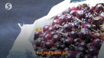 Red palm oil can enter China