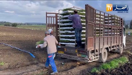 قالمة: مشاتل عمر بن عمر للطماطم الصناعية..قطب فلاحب وطني بإمتياز