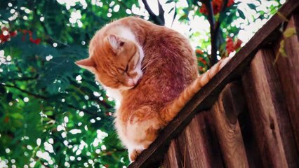 Different types of cats