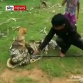 Ils sauvent un chien attrappé par un énorme serpent