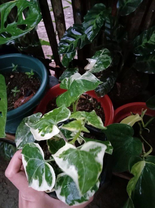 my plants collection