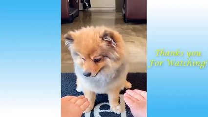 Cute Pets and Funny Animals Clips-Make You Laugh